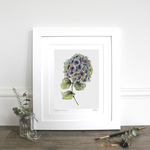 Fine Art Print - Hydrangea