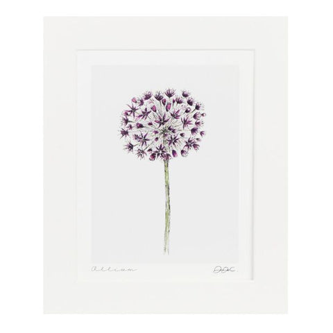 Fine Art Print - Allium